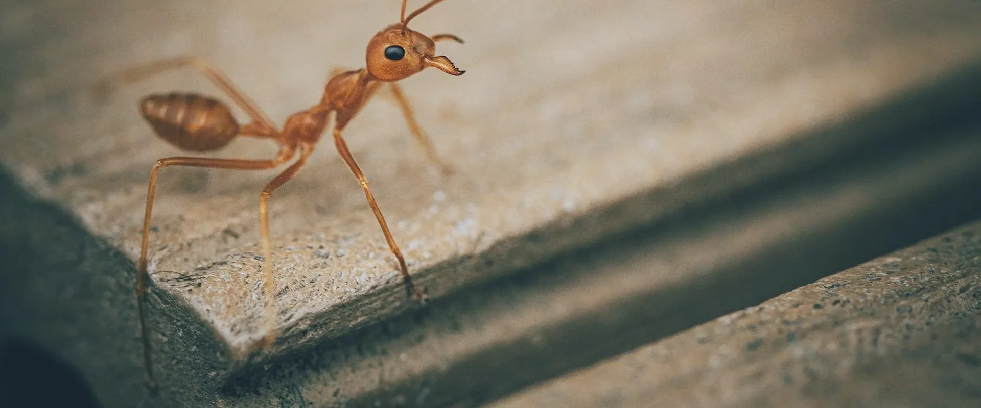Ant on timber — get in touch with KC Pest Management, Motueka and Tasman