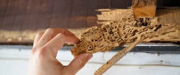Timber damaged by borer — borer treatment in Motueka and Tasman
