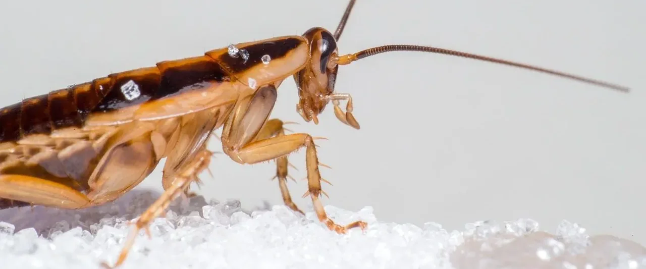 Cockroach close-up — cockroach pest control in Motueka and Tasman