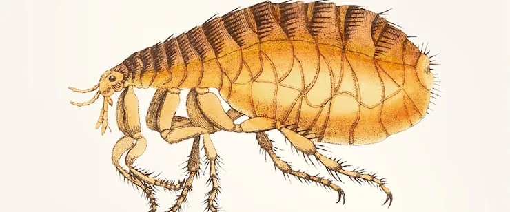 Flea close-up — flea pest control in Motueka and Tasman