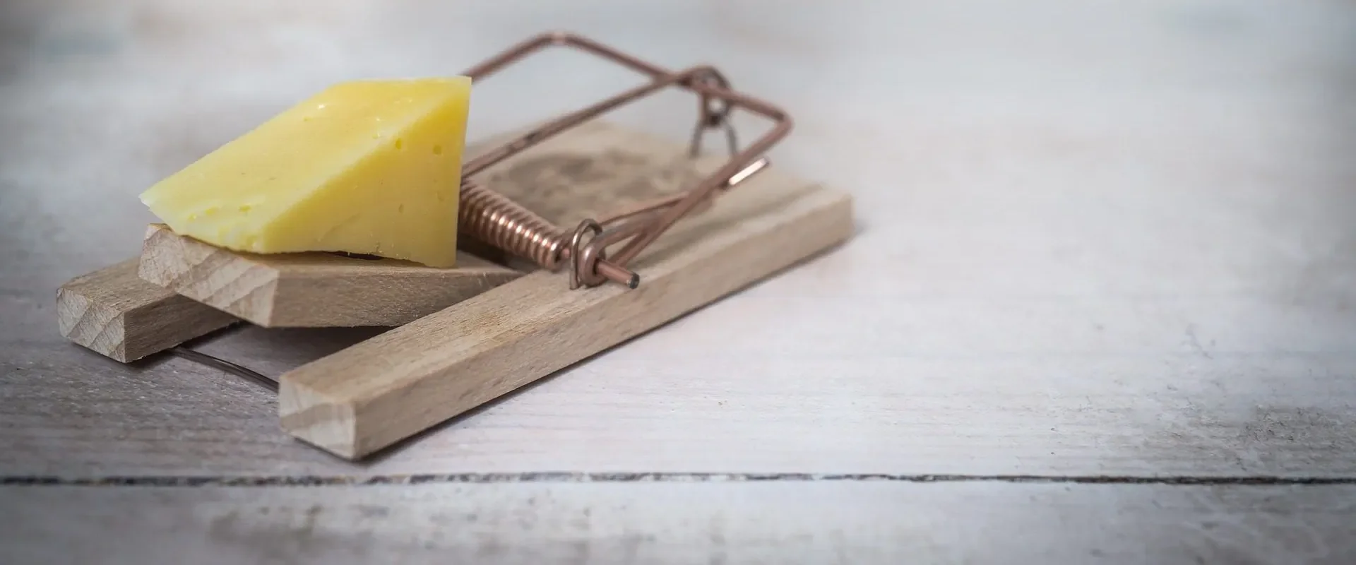 Mouse trap set with cheese — pest control Motueka and Tasman