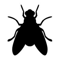 Flies