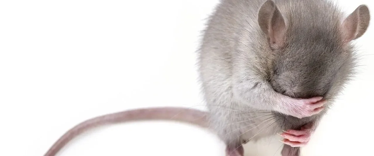 Rat close-up — rodent control in Motueka and Tasman