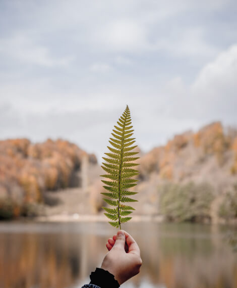 Green fern to show that we offers poison free alternatives to poisons