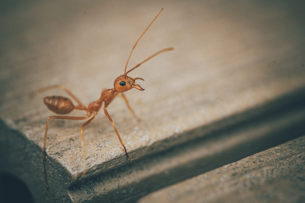 inquisitive ant looking for answers to pest questions